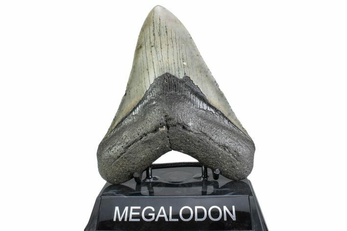 Serrated, Fossil Megalodon Tooth - North Carolina #378056